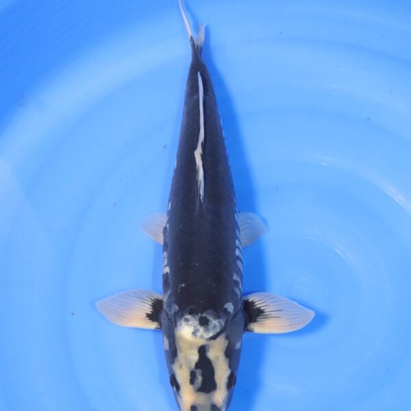 Carpe koi Hageshiro – Hageshiro 44cm (4423)