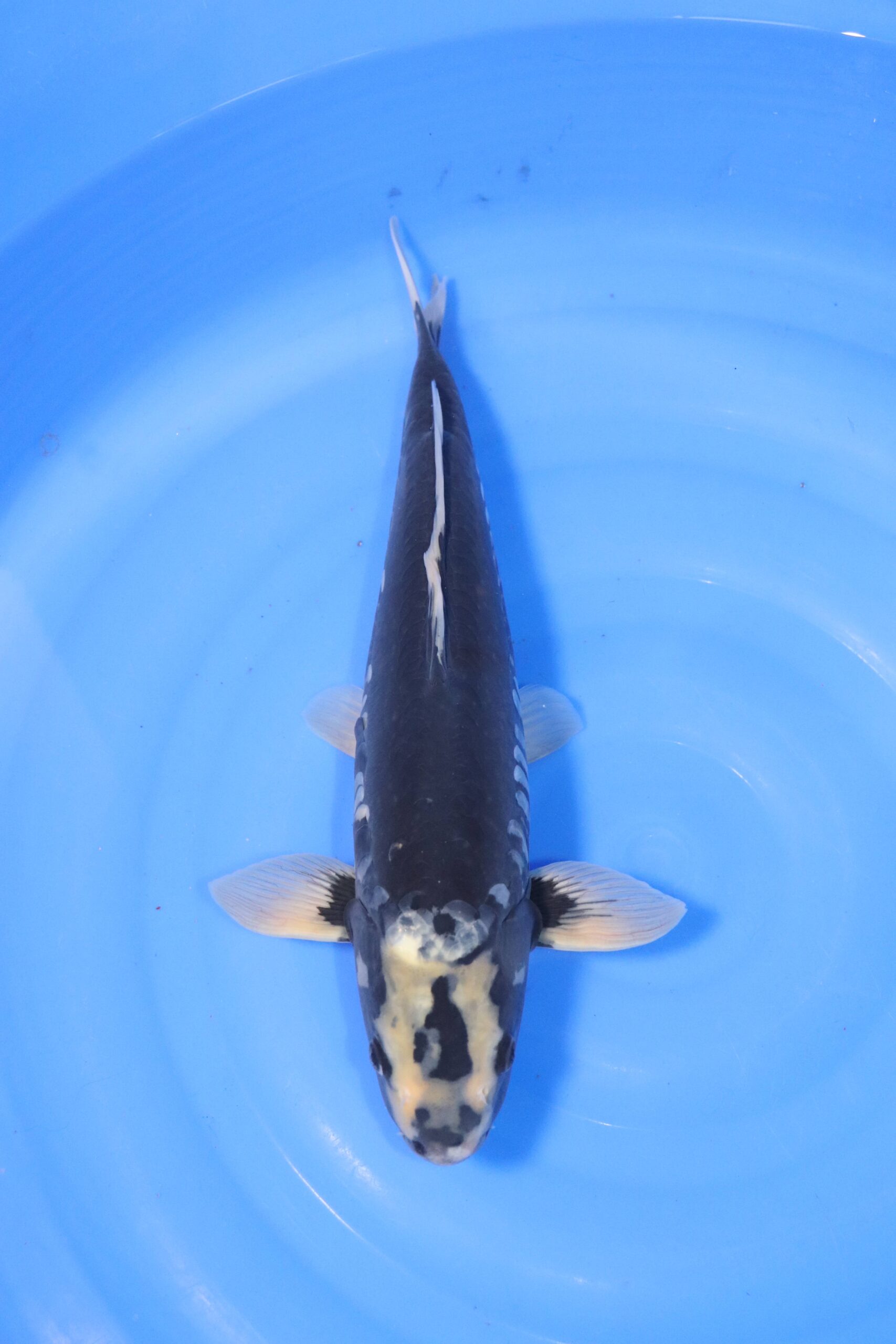 Carpe koi japonaise matsukawabake (4423)