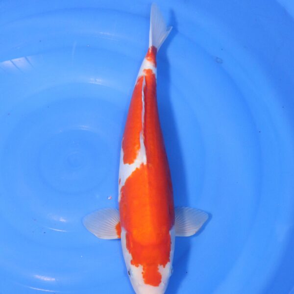Carpe koi Kohaku – Kohaku Doitsu 48cm (4425)