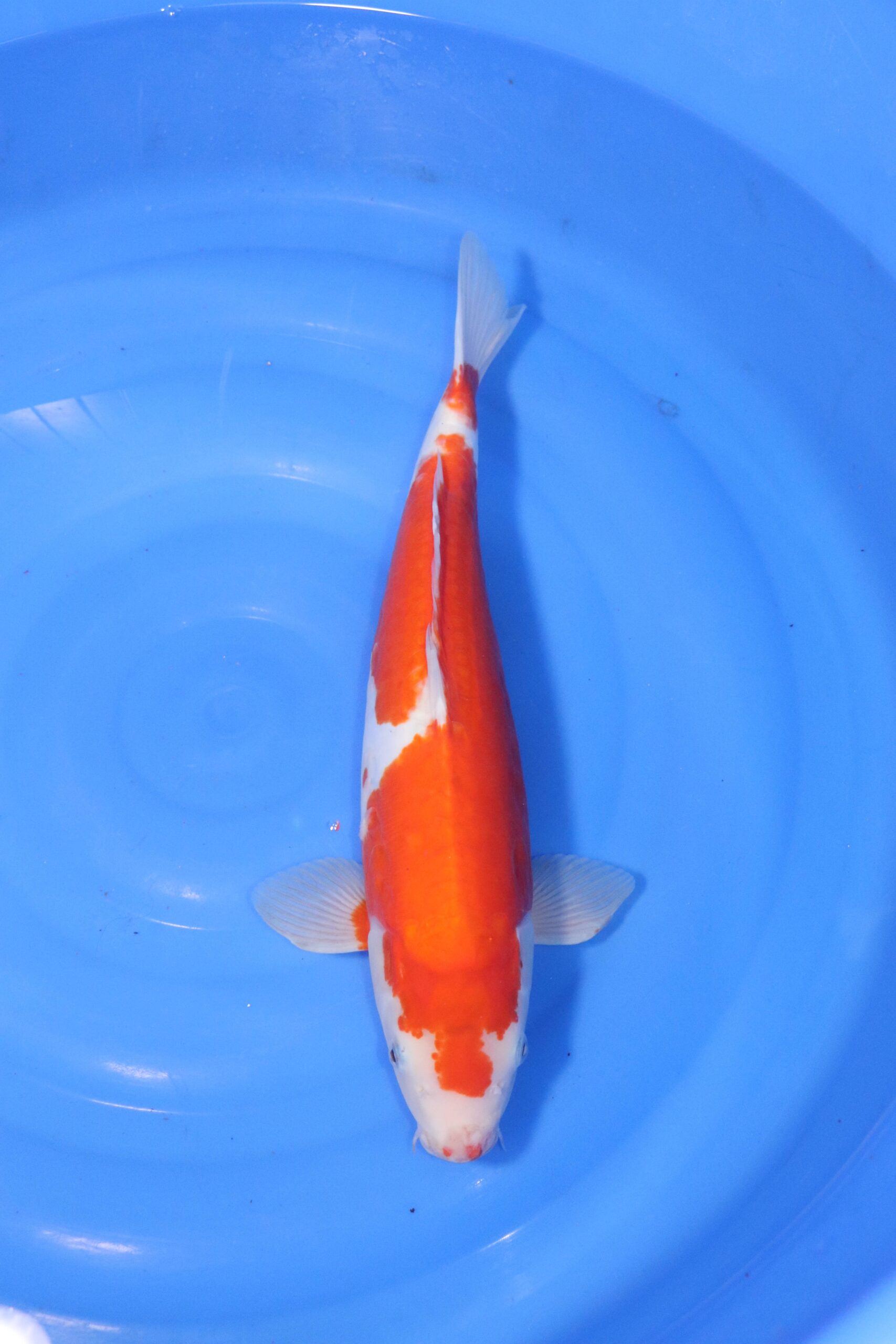 carpe koi japonaise Kohaku (4425)