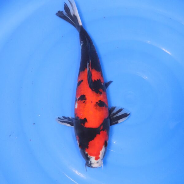 Carpe koi Showa – Hi Showa 35cm (4427)