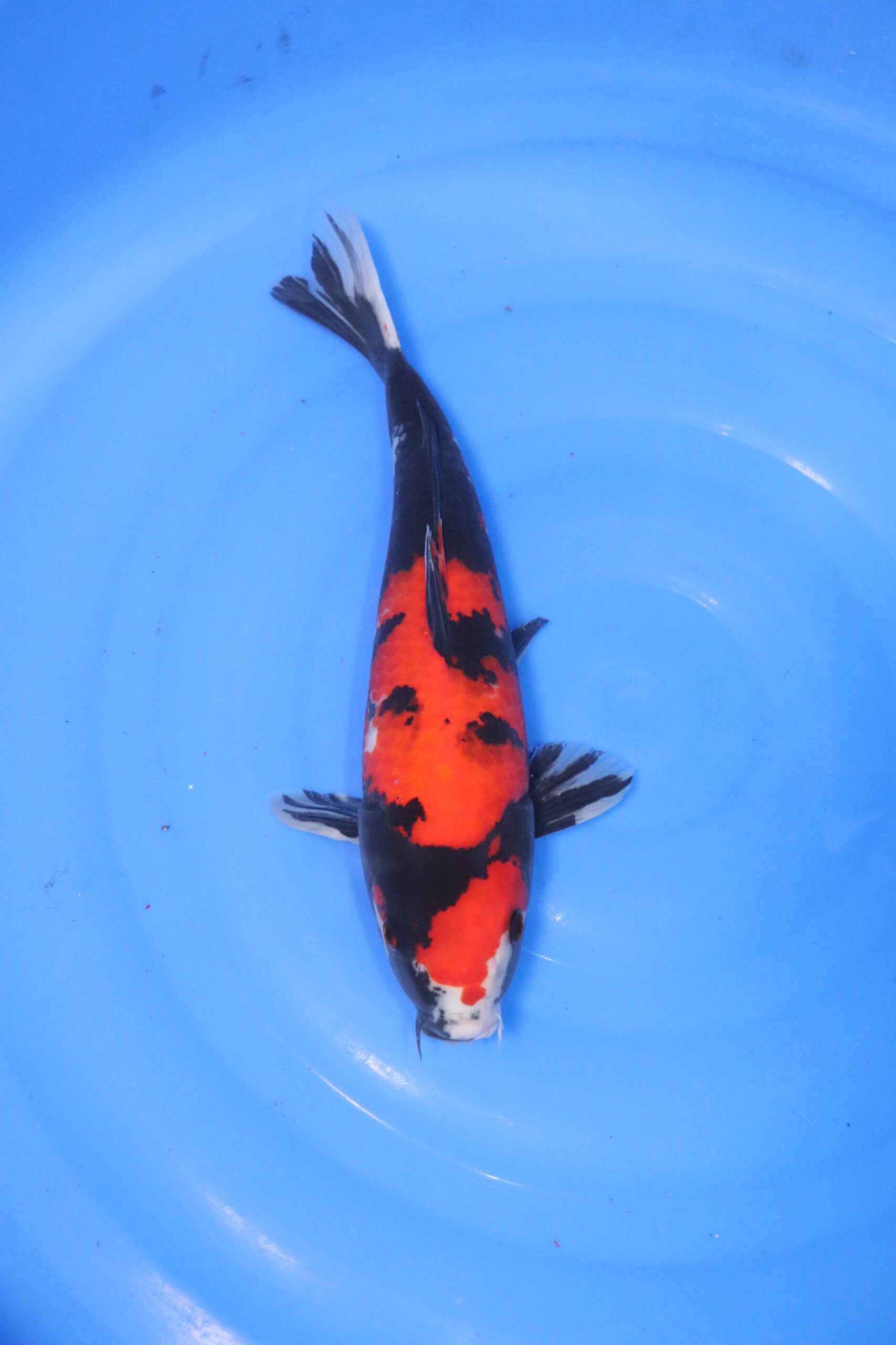 carpe koi japonaise showa (4427)