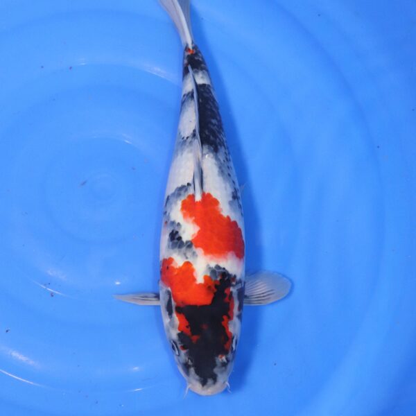 Carpe koi Showa – Boke Showa 45cm (4431)
