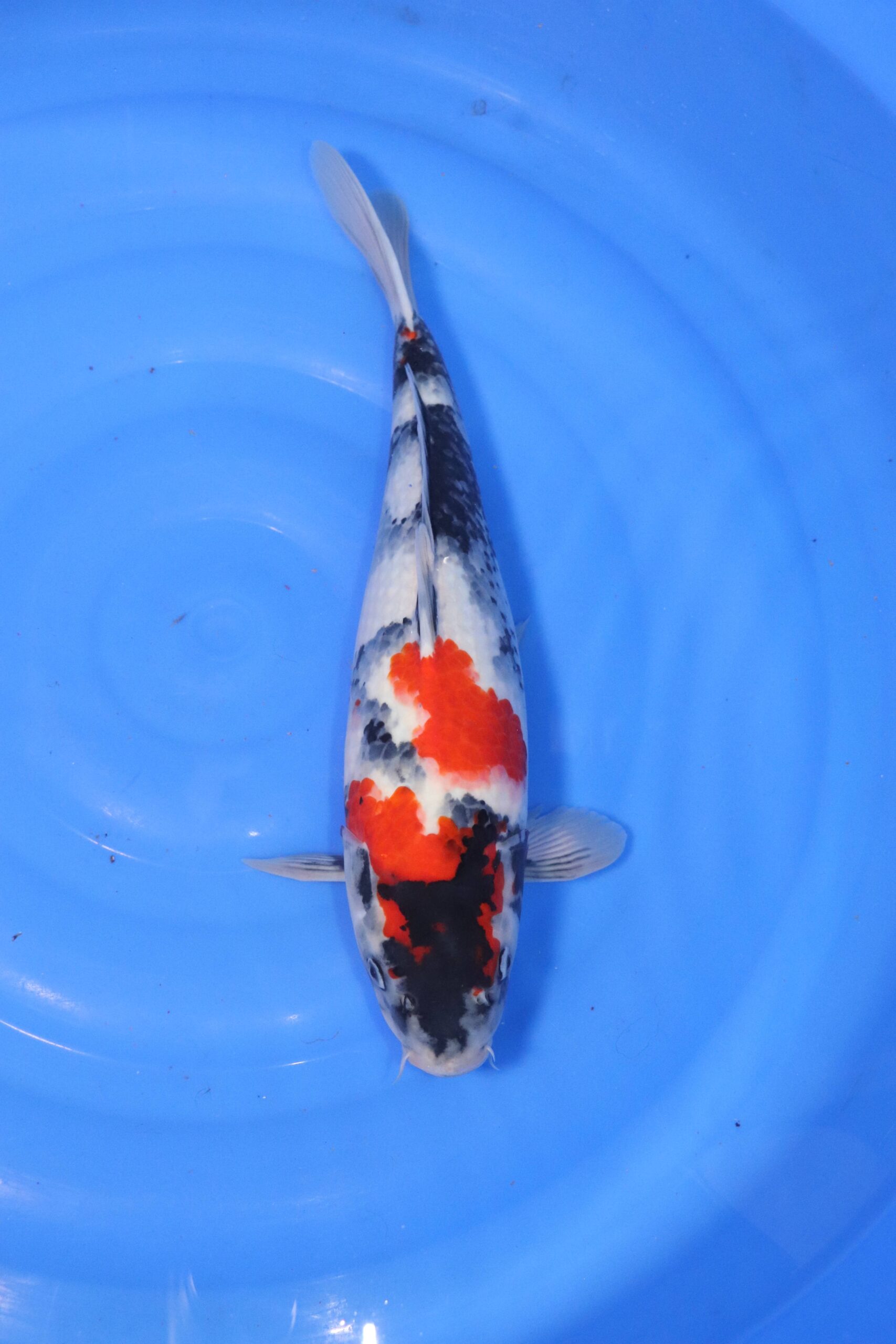 carpe koi japonaise showa (4431)
