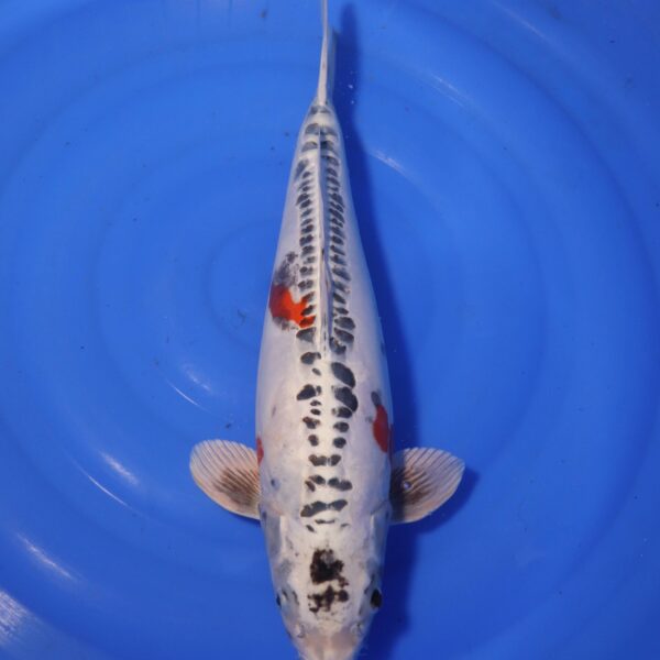 Carpe koi Yamato Nishiki – Yamato Nishiki 50cm (4432)