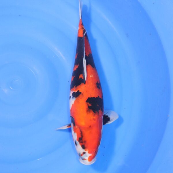 Carpe koi Showa – Hi Showa 45cm (4435)