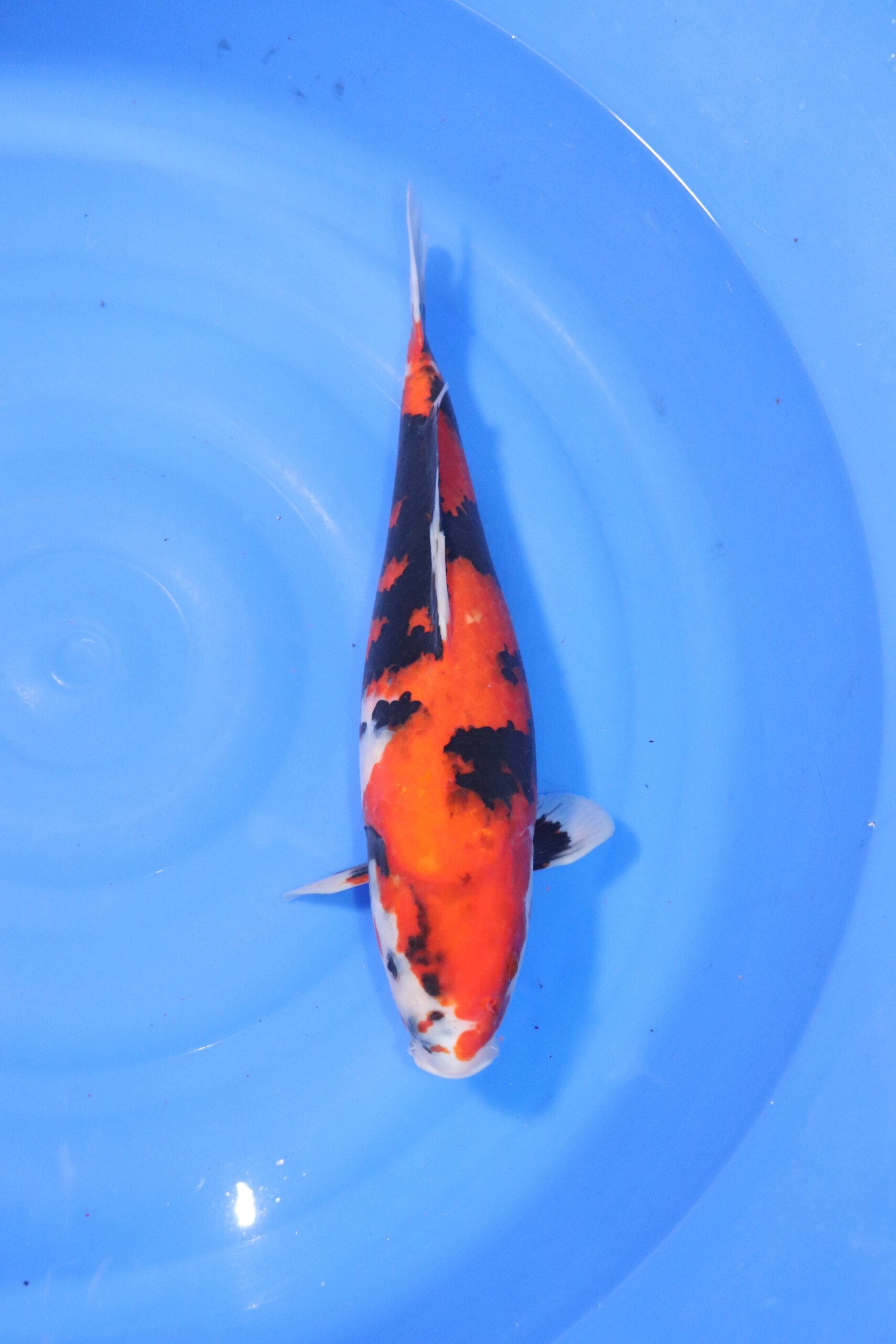carpe koi japonaise showa (4435)