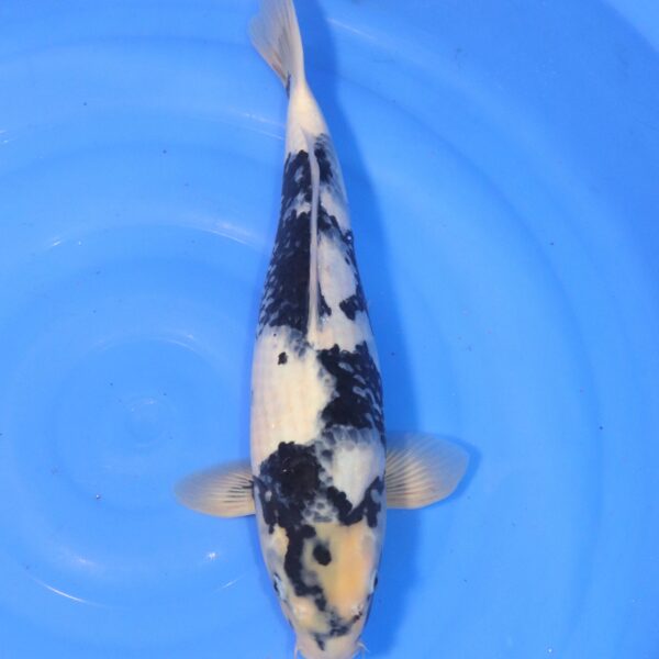 Carpe koi Shiro Utsuri – Shiro Utsuri 46cm (4436)