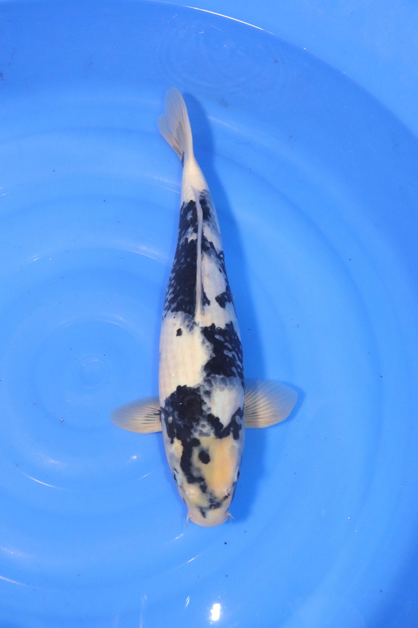 carpe koi japonaise Shiro Utsuri (4436)