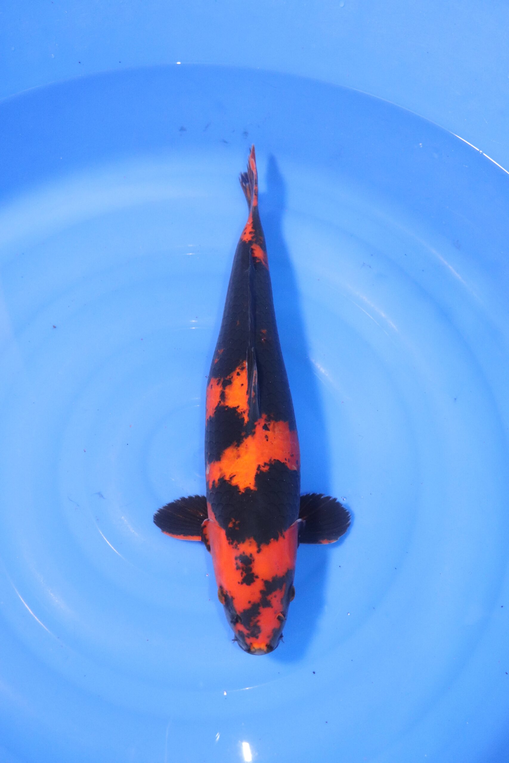 carpe koi japonaise Hi Utsuri (4438)