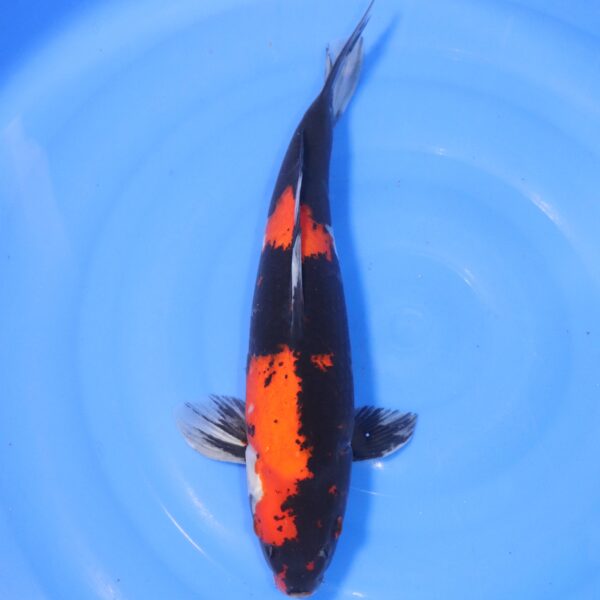 Carpe koi Showa – Hi Showa 42cm (4440)