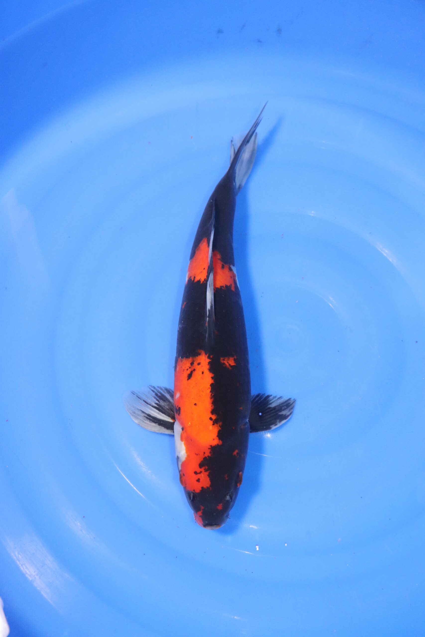 carpe koi japonaise showa (4440)