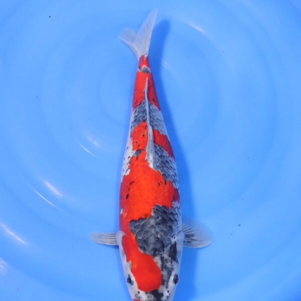 Carpe koi Goshiki – Goshiki 41cm (4444)