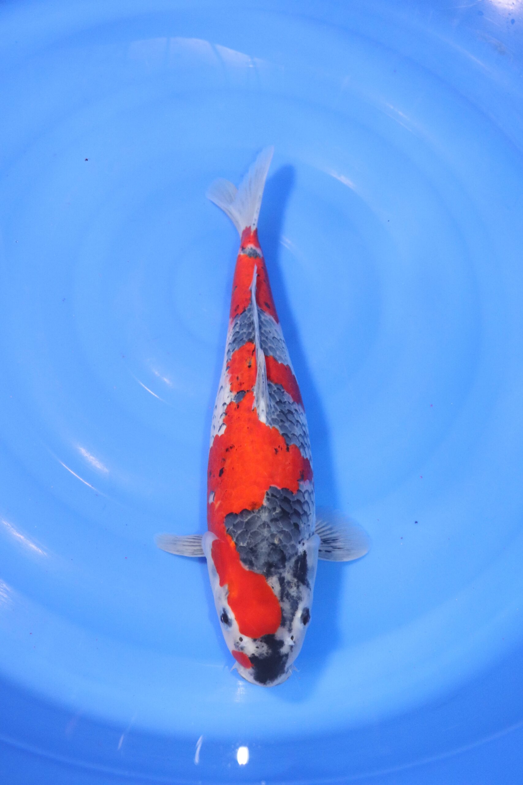carpe koi japonaise goshiki (4444)
