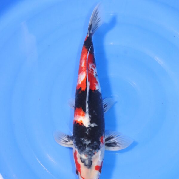 Carpe koi Showa – Showa 39cm (4445)