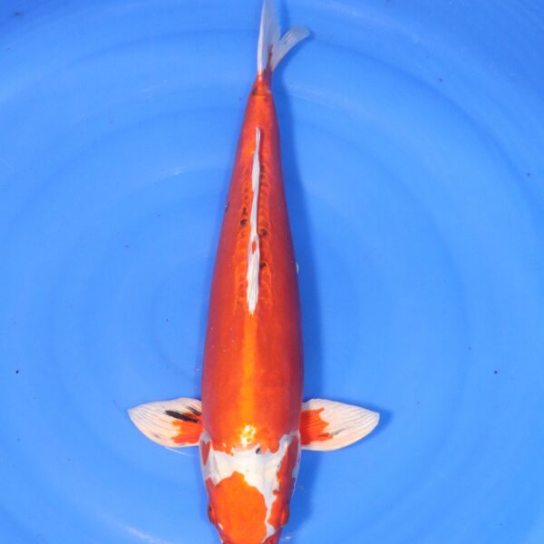 Carpe koi Yamato Nishiki – Yamato Nishiki 50cm (4446)