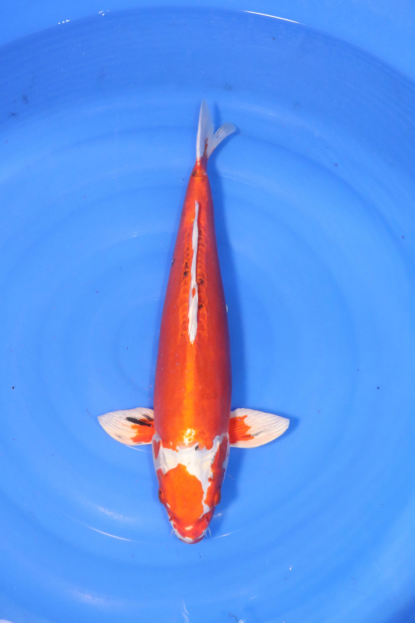 carpe koi japonaise yamato nishiki (4446)
