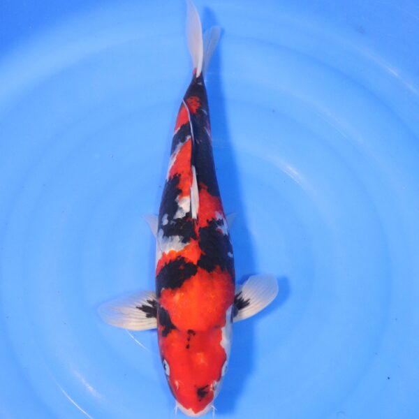Carpe koi Showa – Showa 45cm (4448)