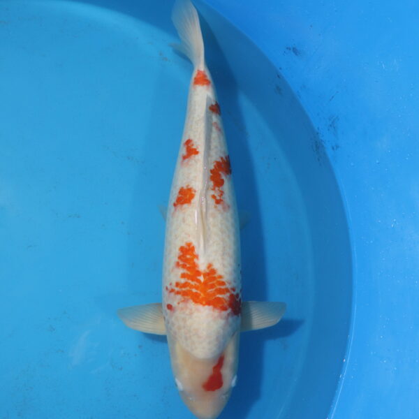 Carpe koi Kohaku – Kohaku 65cm (4469)