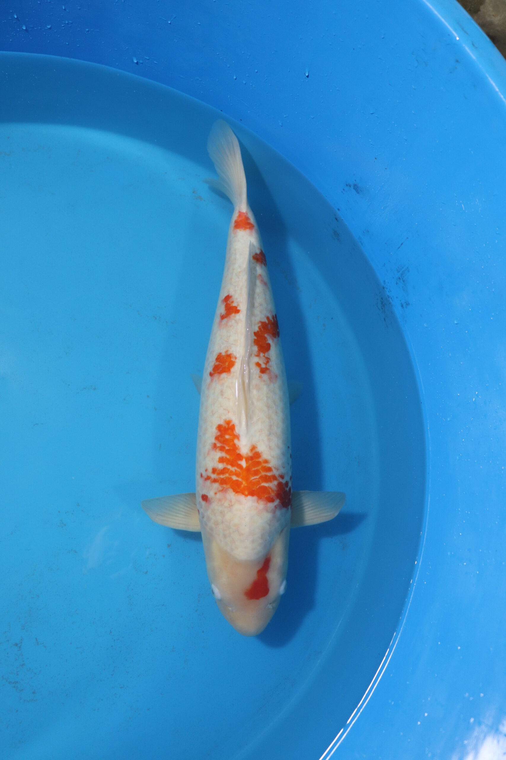 carpe koi japonaise kohaku (4469)