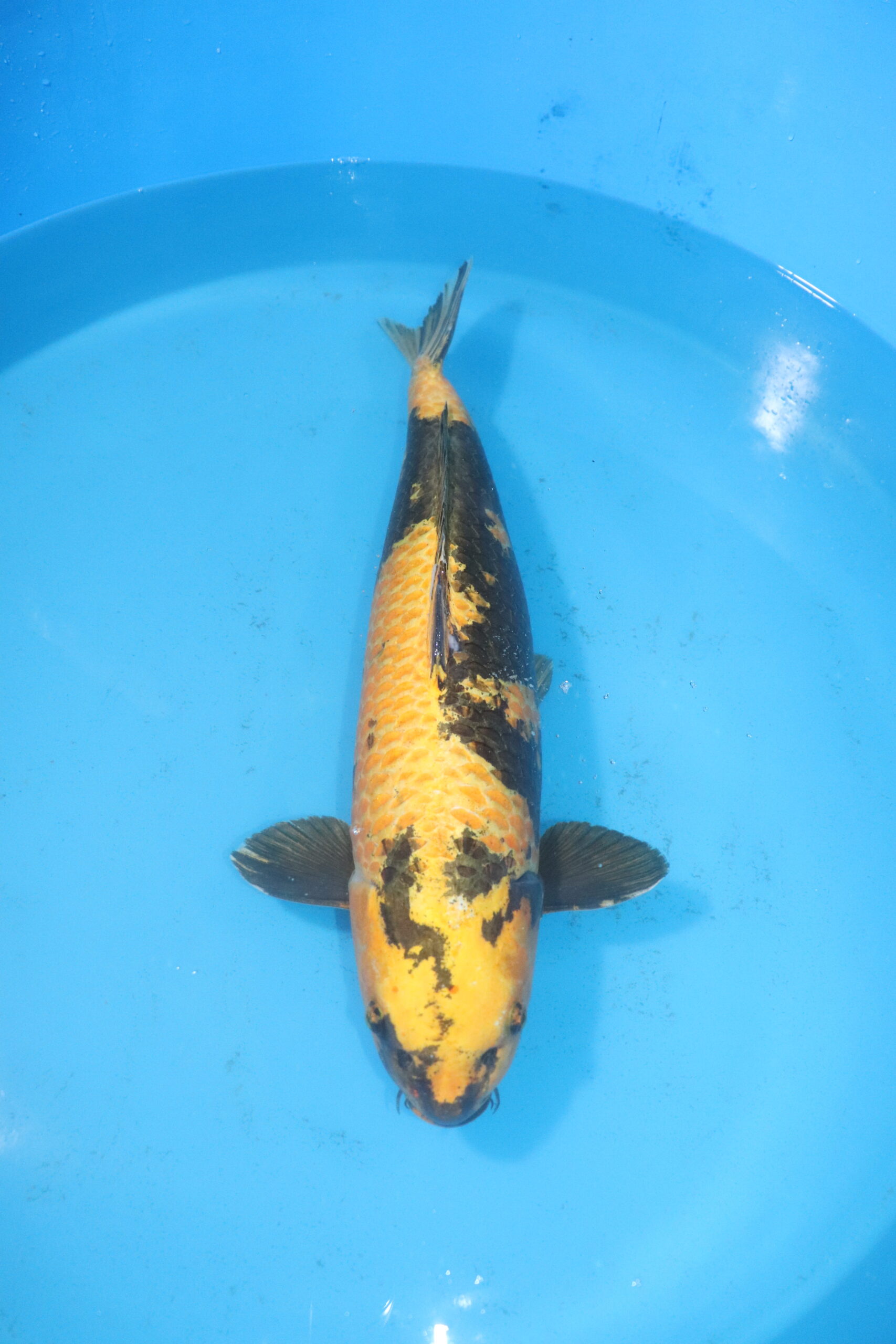 carpe koi japonaise kin ki utsuri 4476
