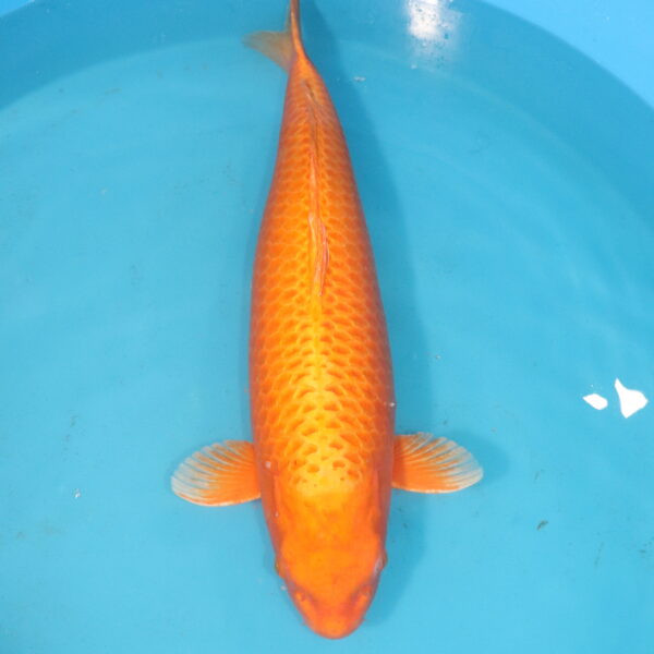 Carpe koi Orenji Ogon – Orenji Ogon 74cm (4486)