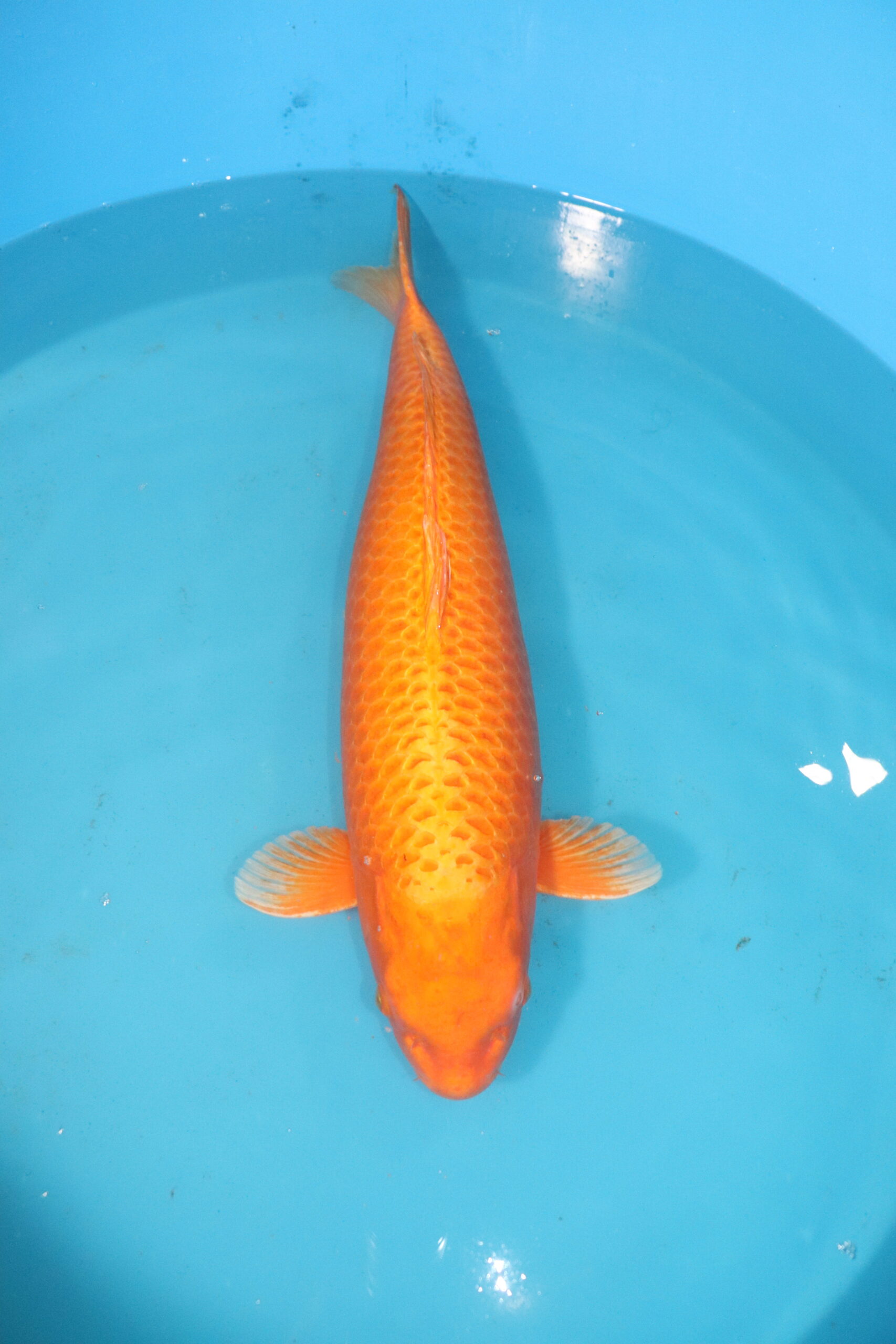 carpe koi japonaise Orenji Ogon 4486