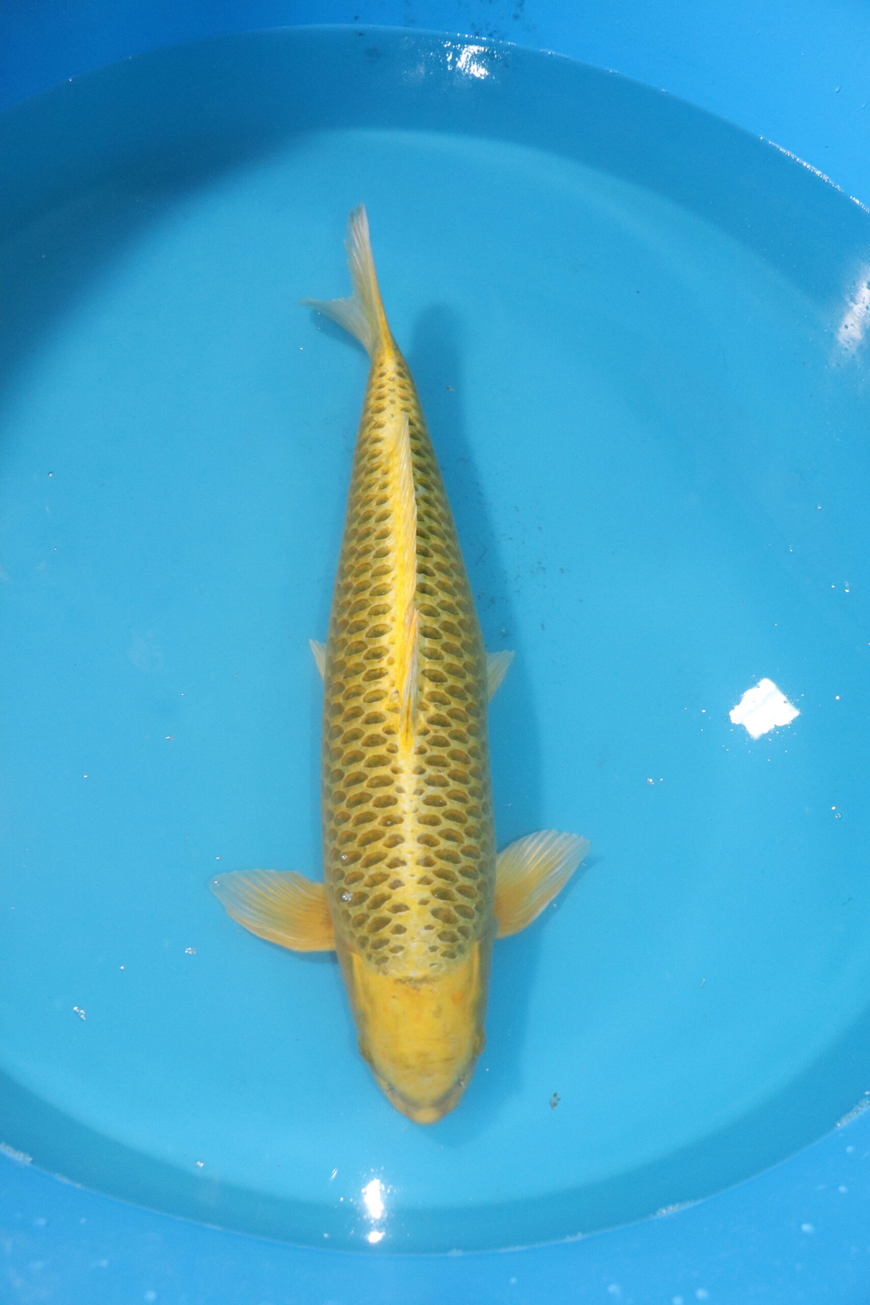 carpe koi japonaise ki matsuba (4492)