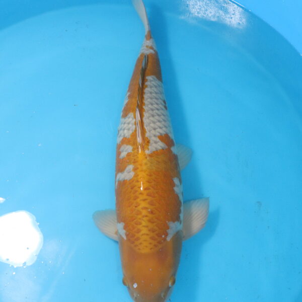 Carpe koi Ochiba – Ochiba 73cm (4495)