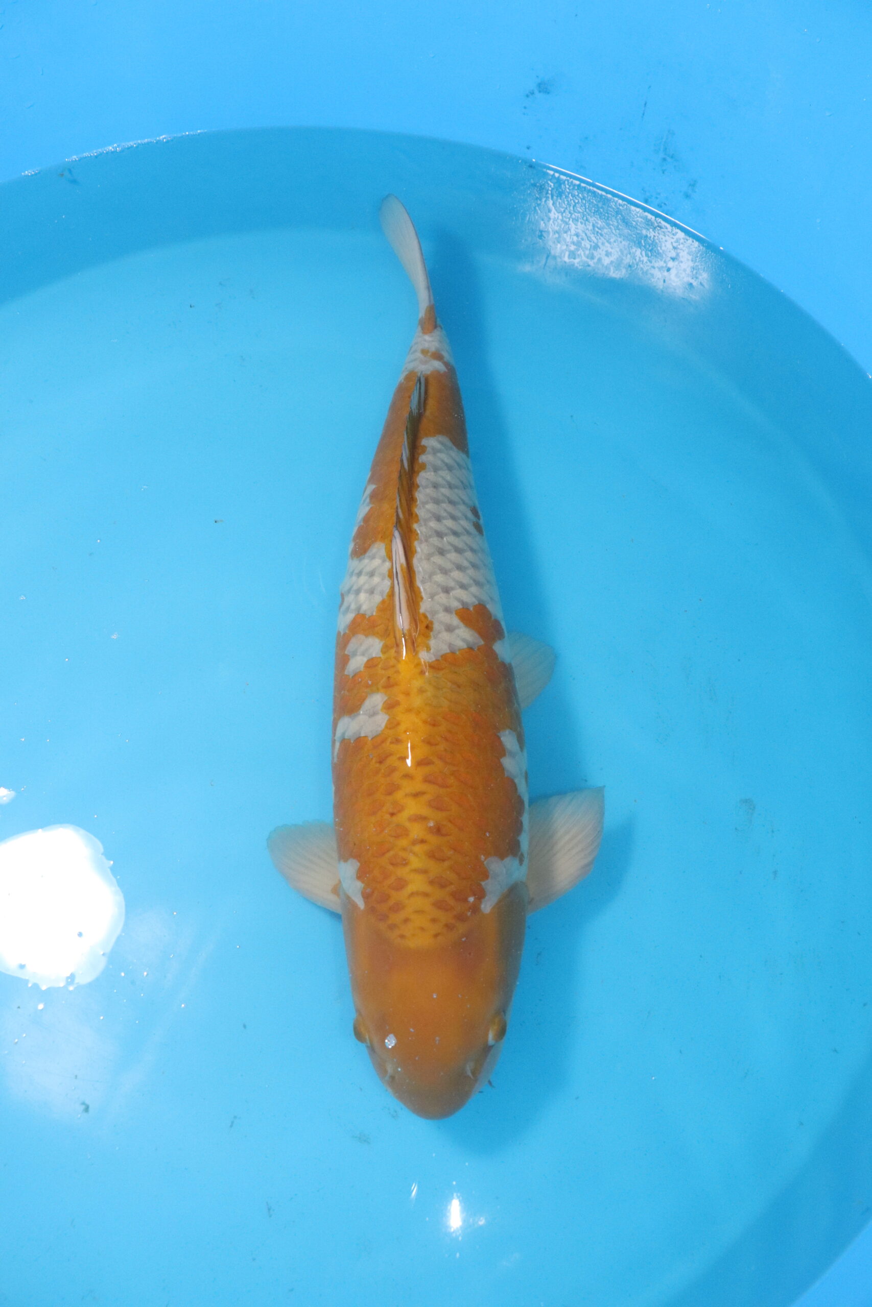 carpe koi japonaise ochiba (4495)