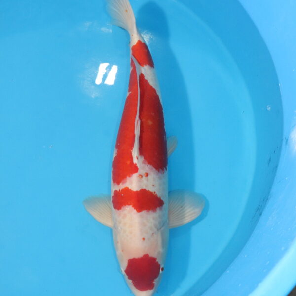 Carpe koi Kohaku – Maruten Kohaku 74cm (4507)