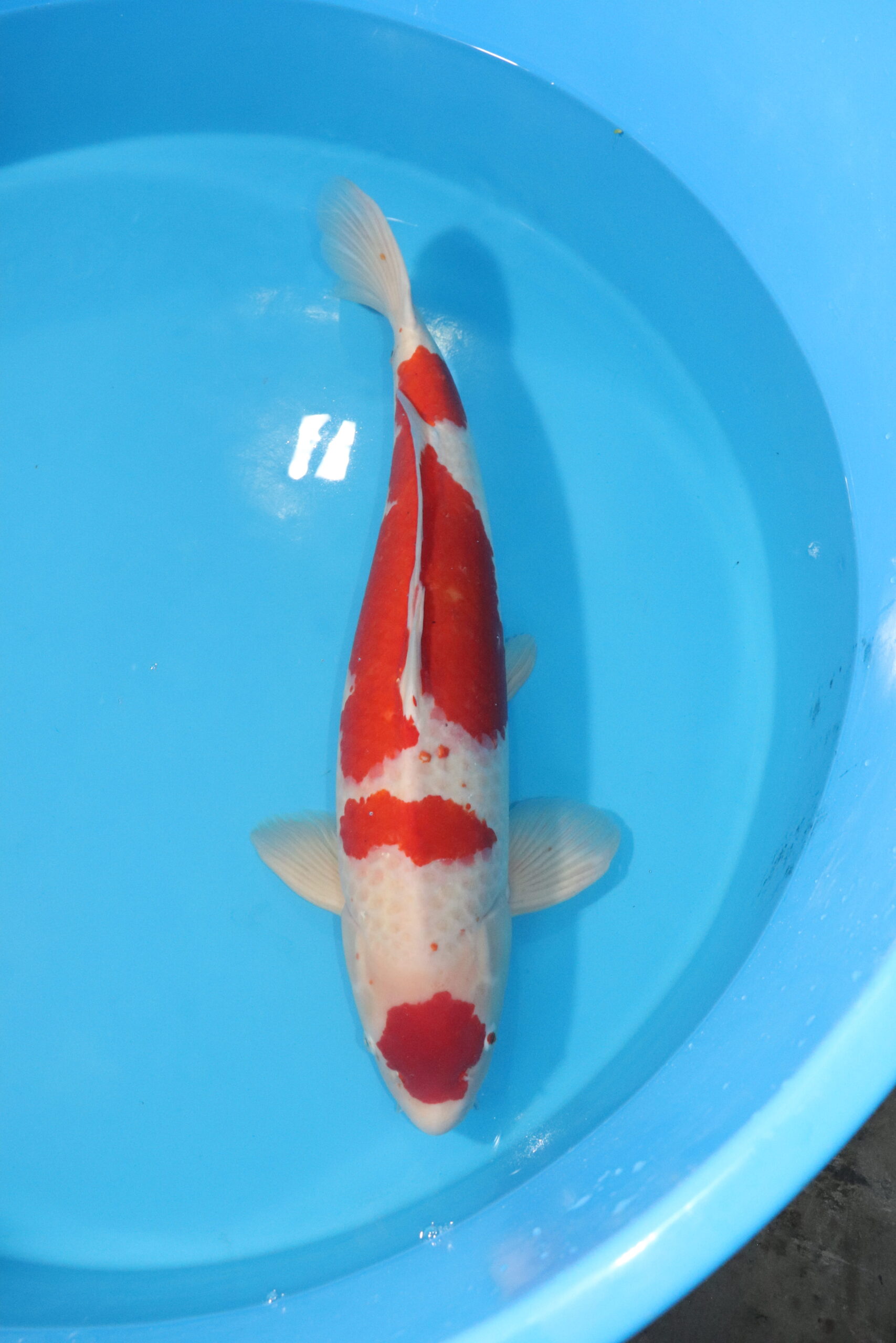 carpe koi japonaise maruten kohaku 4507