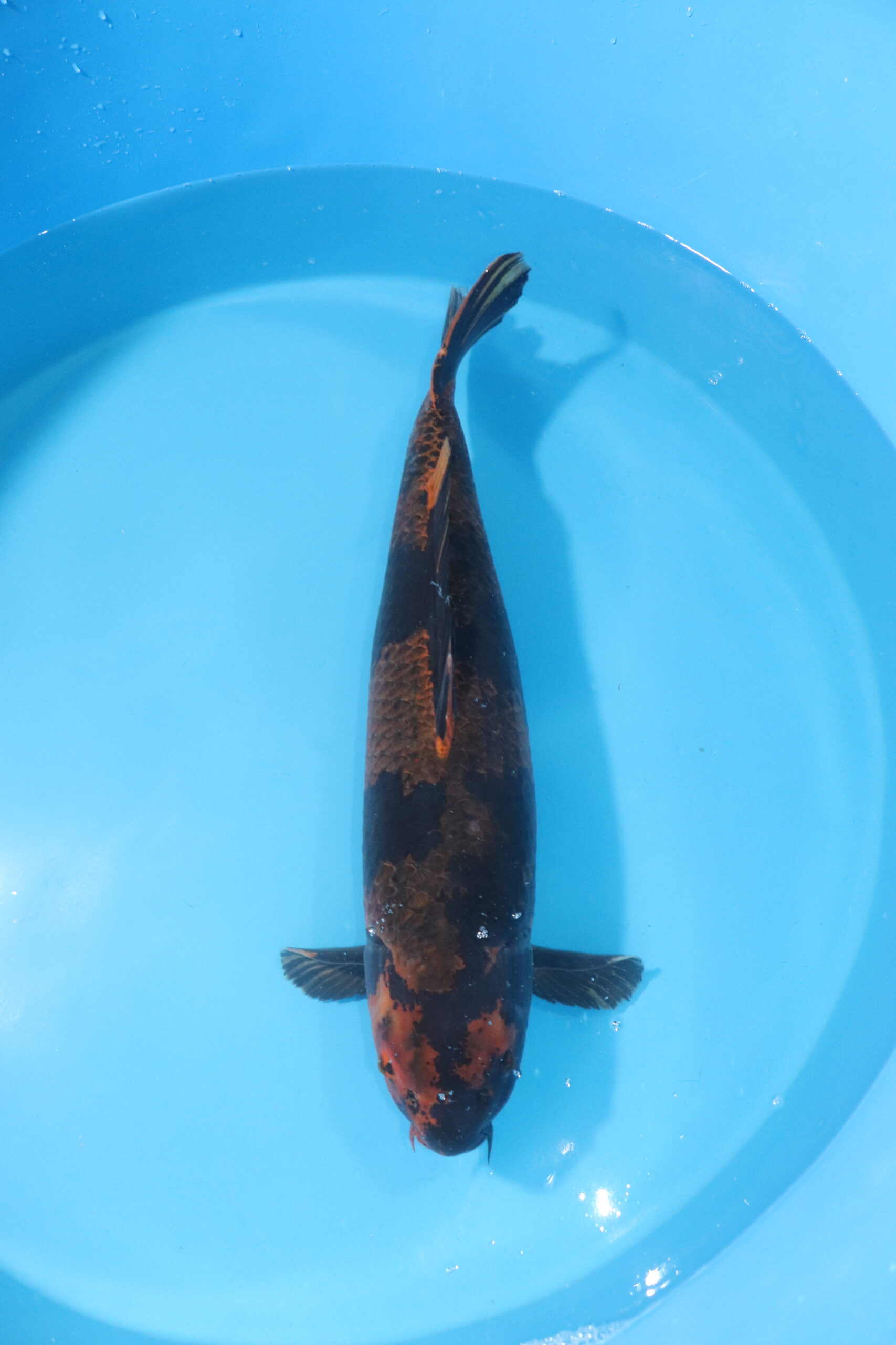 carpe koi japonaise kage hi utsuri 4509