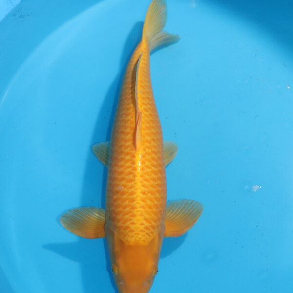 Carpe koi Karashigoi – Karashigoi 70cm (4522)