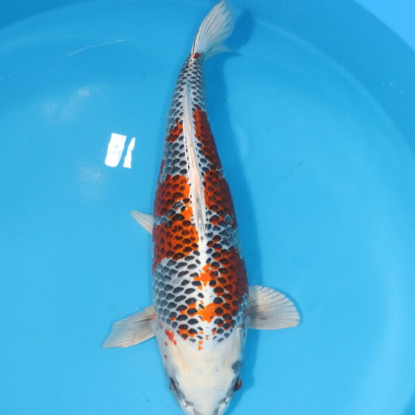 Carpe koi Kujaku – Kujaku 69cm (4529)