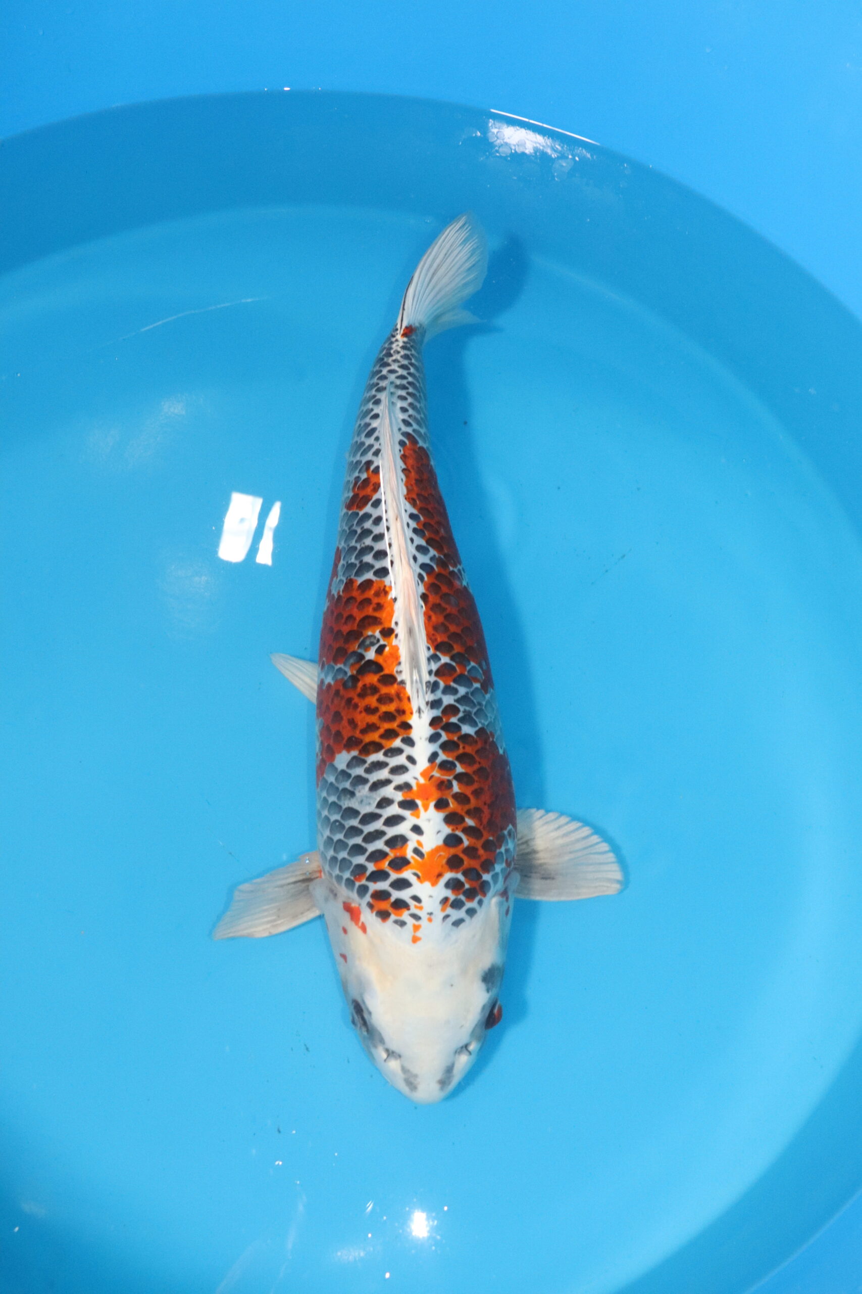 carpe koi japonaise kujaku 4529