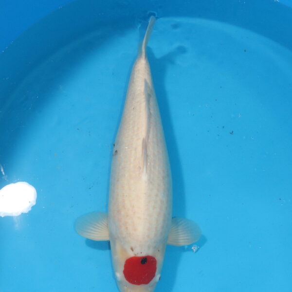 Carpe koi Tancho – Tancho 68cm (4531)