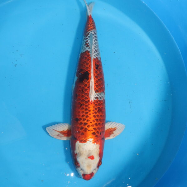 Carpe koi Kujaku – Kujaku 78cm (4534)