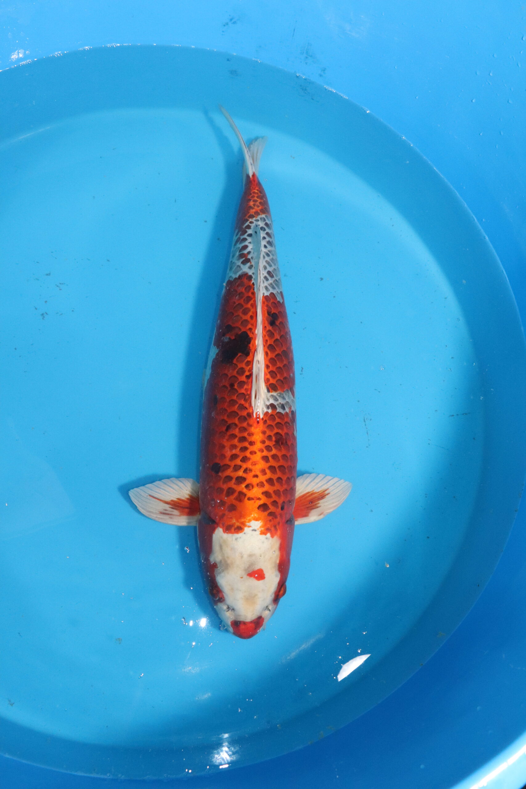 carpe koi japonaise kujaku 4534