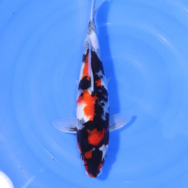 Carpe koi Showa – Showa 39cm (4539)