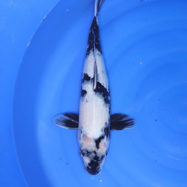 Carpe koi Shiro Utsuri – Shiro Utsuri 44cm (4542)
