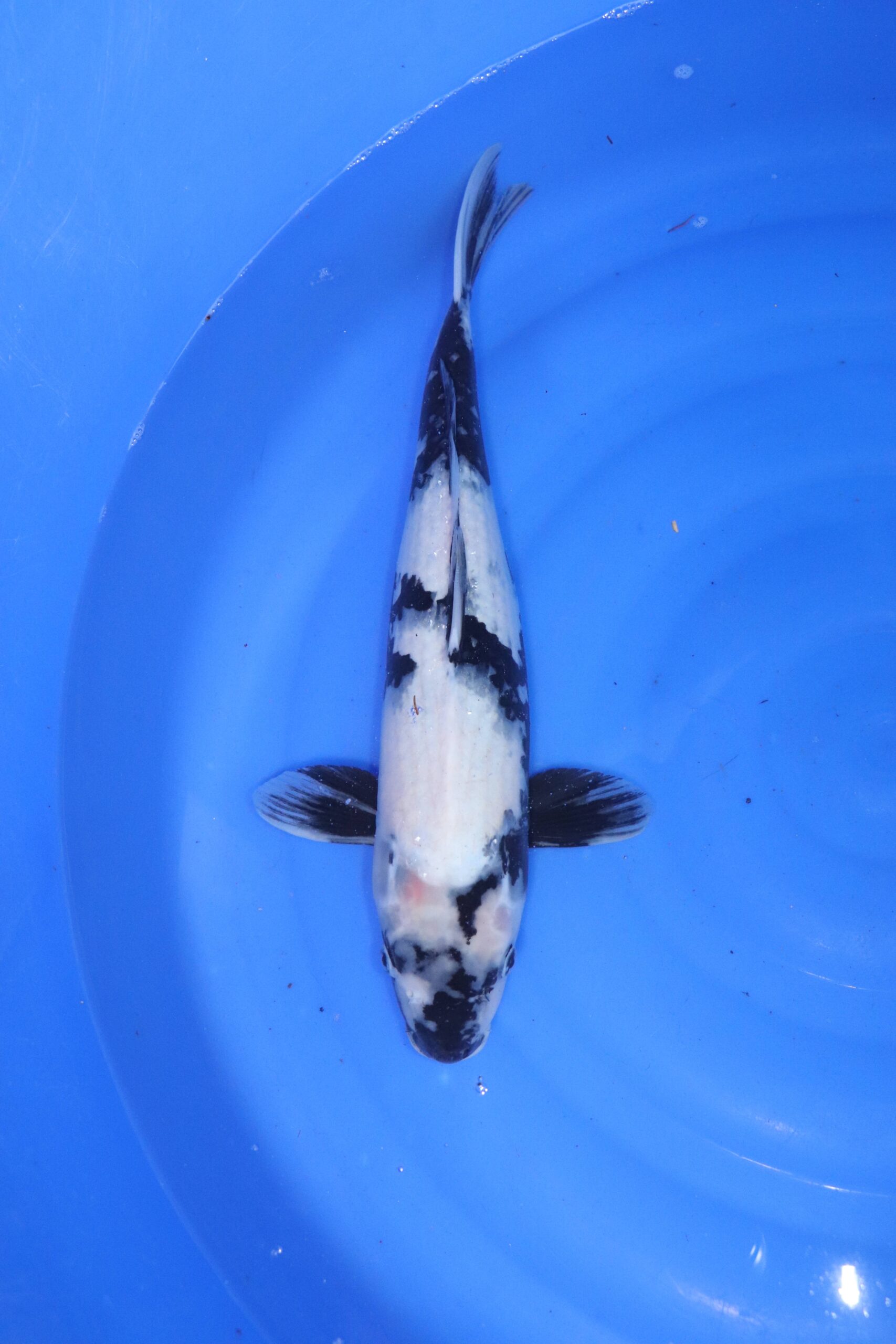 carpe koi japonaise shiro utsuri (4542)