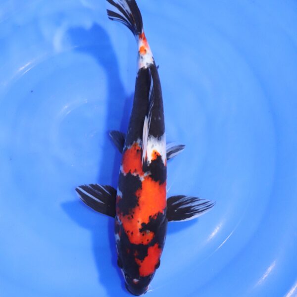Carpe koi Showa – Showa 37cm (4547)