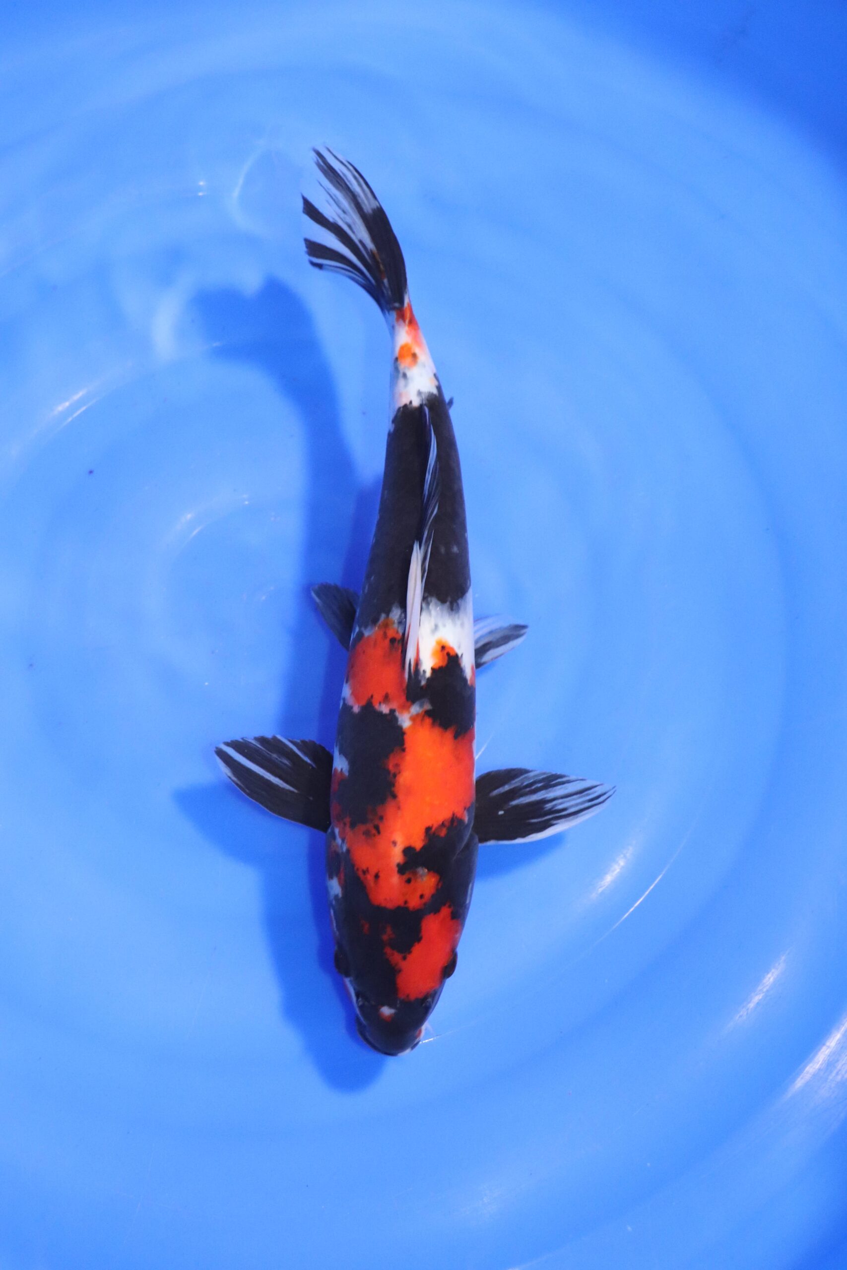 carpe koi japonaise showa (4547)