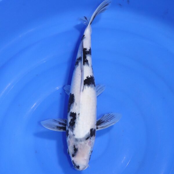 Carpe koi Shiro Utsuri – Shiro Utsuri 41cm (4548)