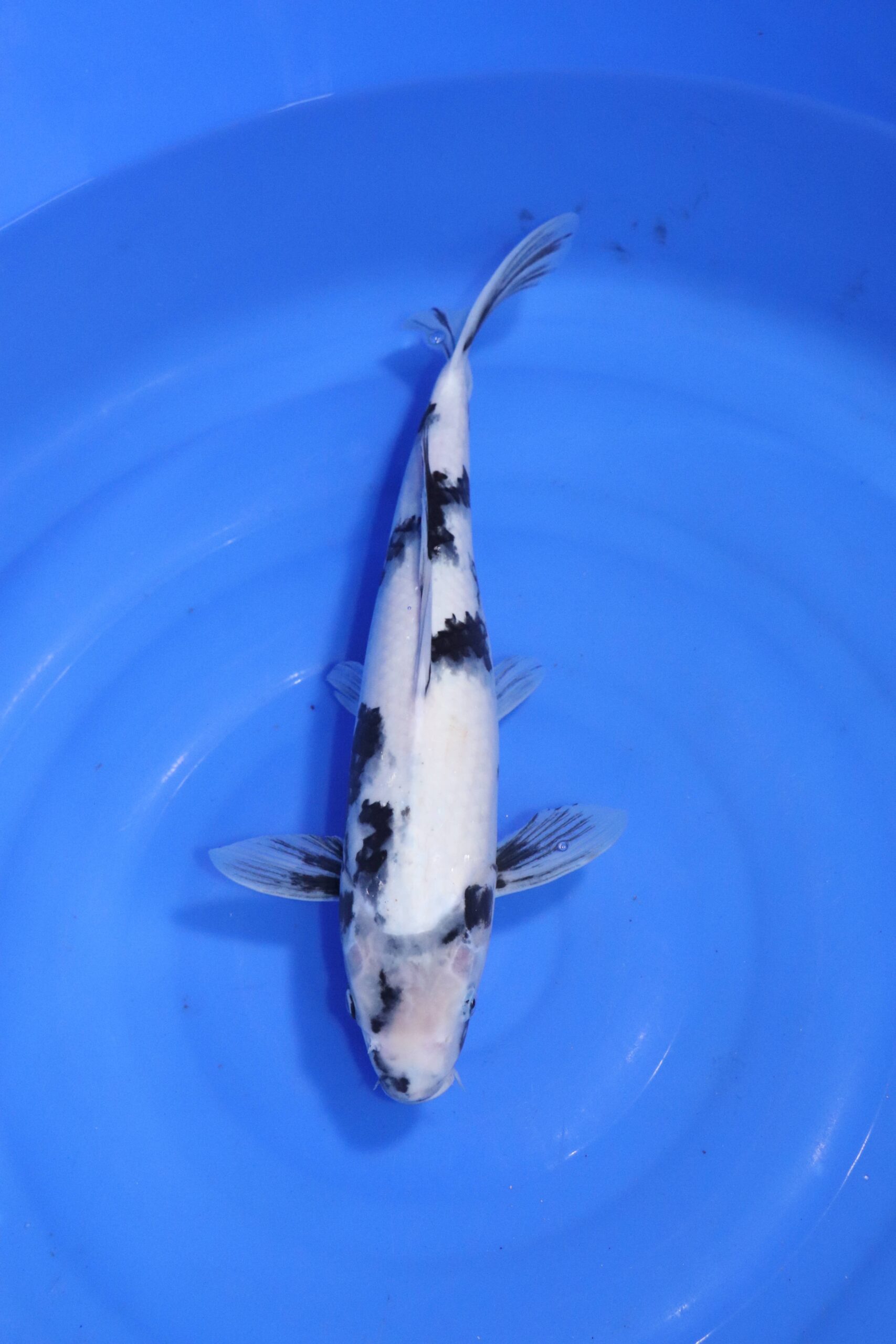 carpe koi japonaise shiro Utsuri (4548)