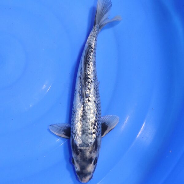Carpe koi Matsukawabake – Matsukawabake Ginrin 32cm (4554)