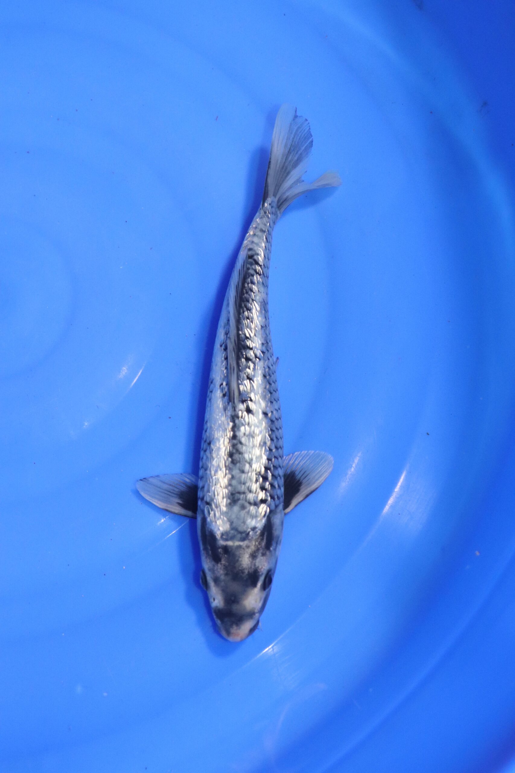 carpe koi japonaise matsukawabake ginrin (4554)