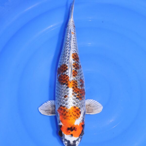 Carpe koi Kujaku – Kujaku 42cm (4564)