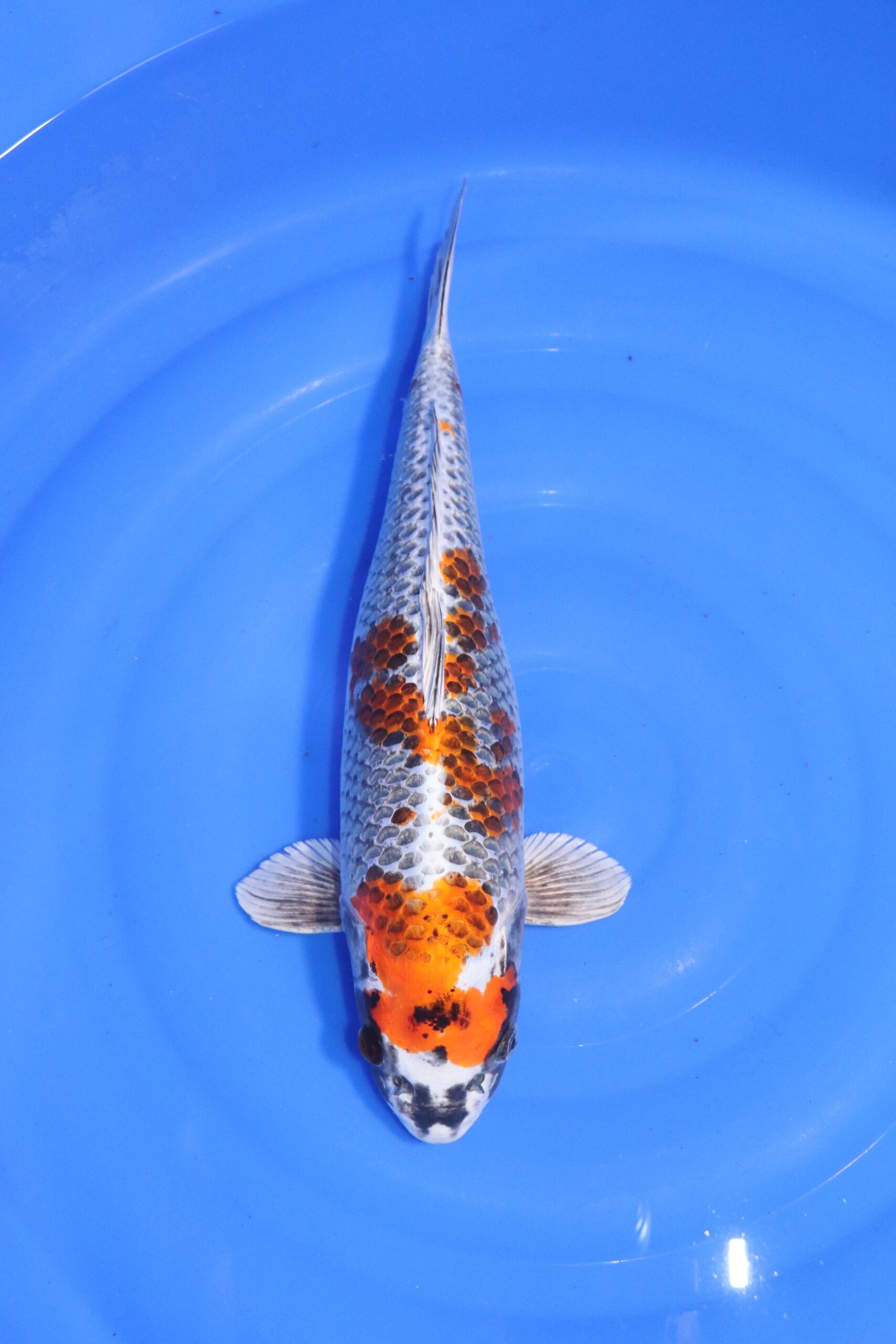 carpe koi japonaise kujaku 4564